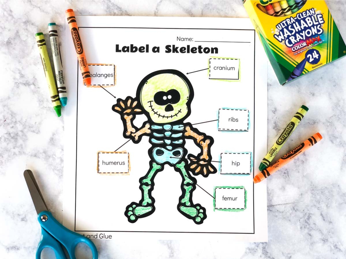 printable skeleton labeling worksheet pdf