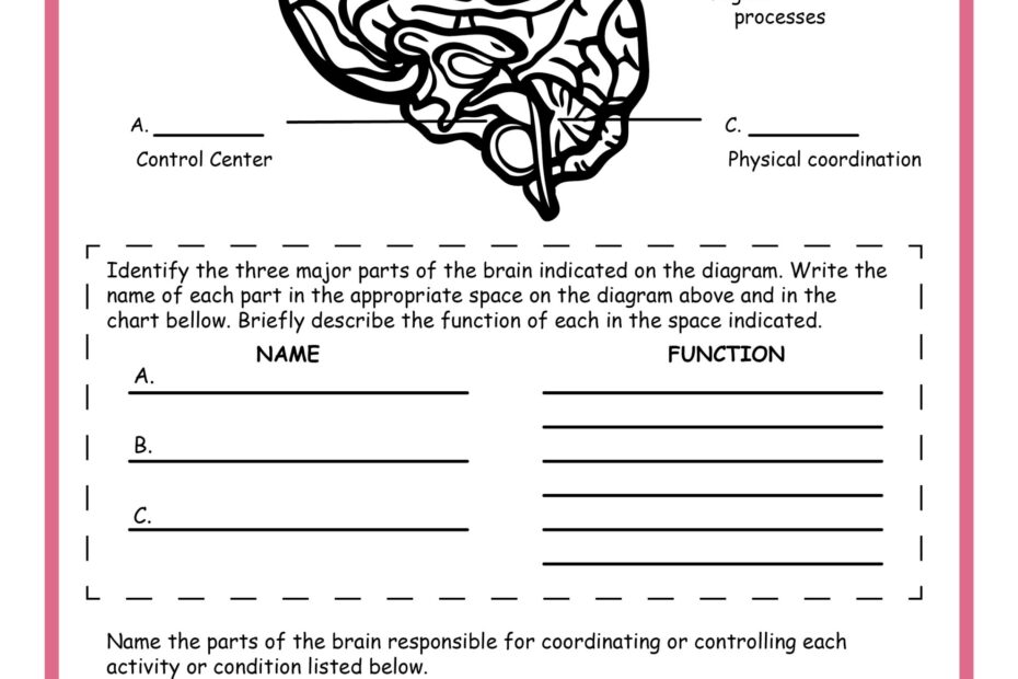 Free Science Worksheets The Nervous System