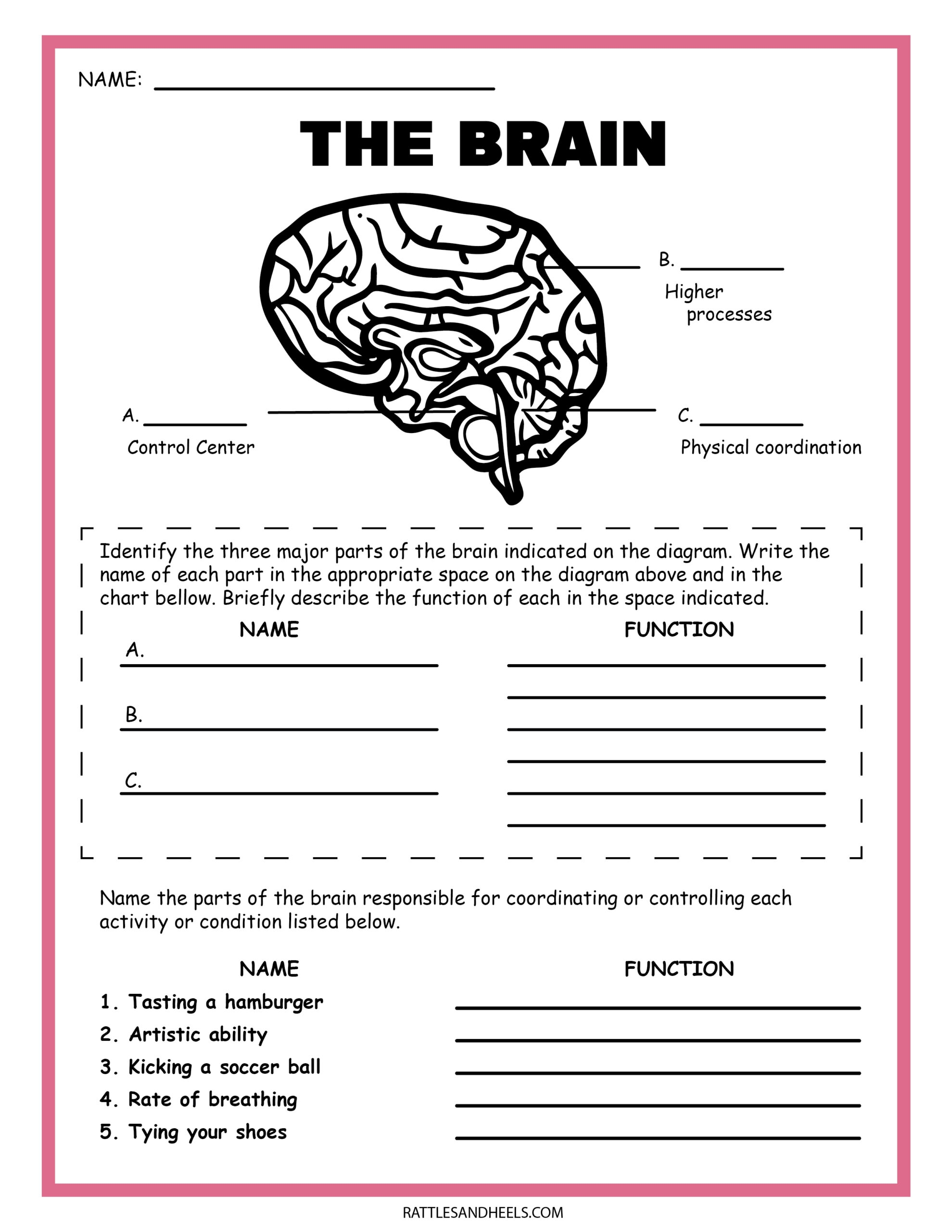 Free Science Worksheets The Nervous System Adanna Dill Worksheets Library