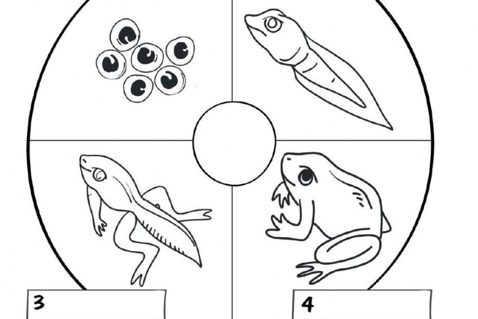 Frog Life Cycle Free Worksheet SKOOLGO Worksheets Library