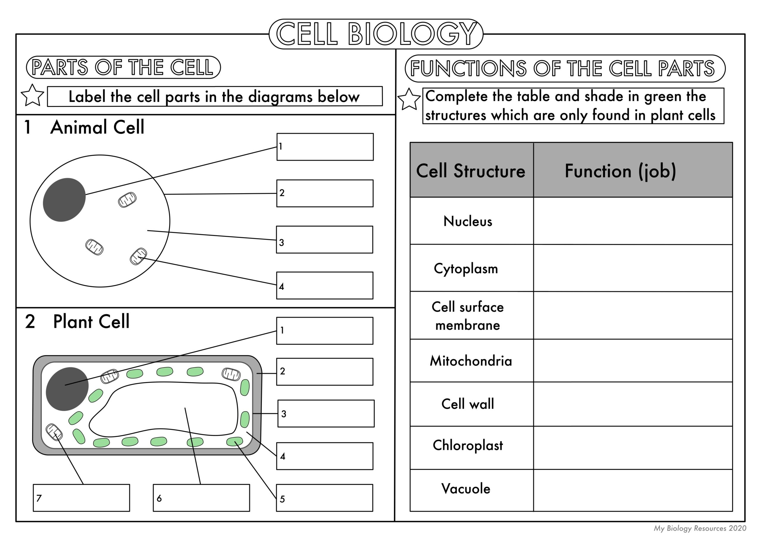 biology worksheets