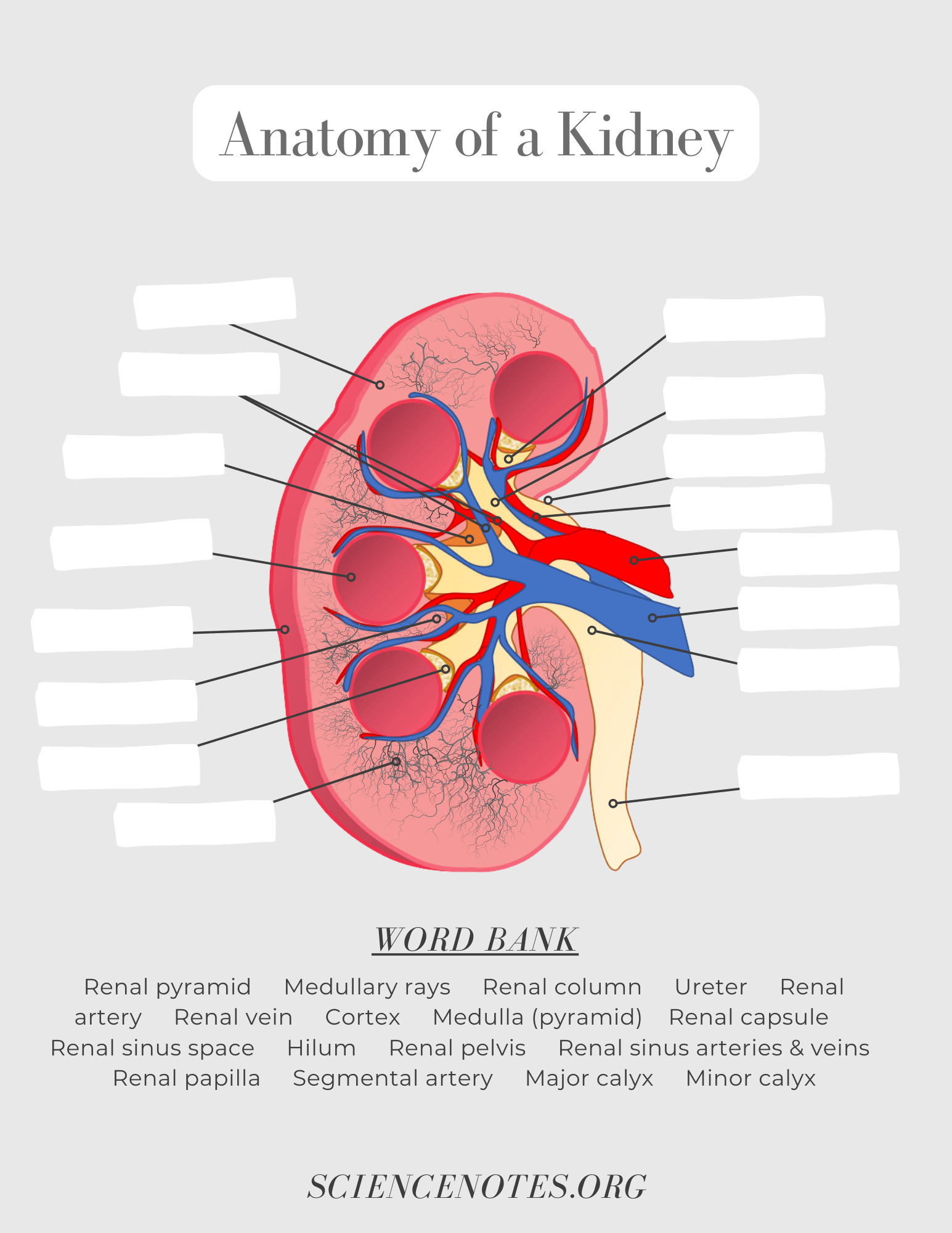 anatomy and physiology worksheets