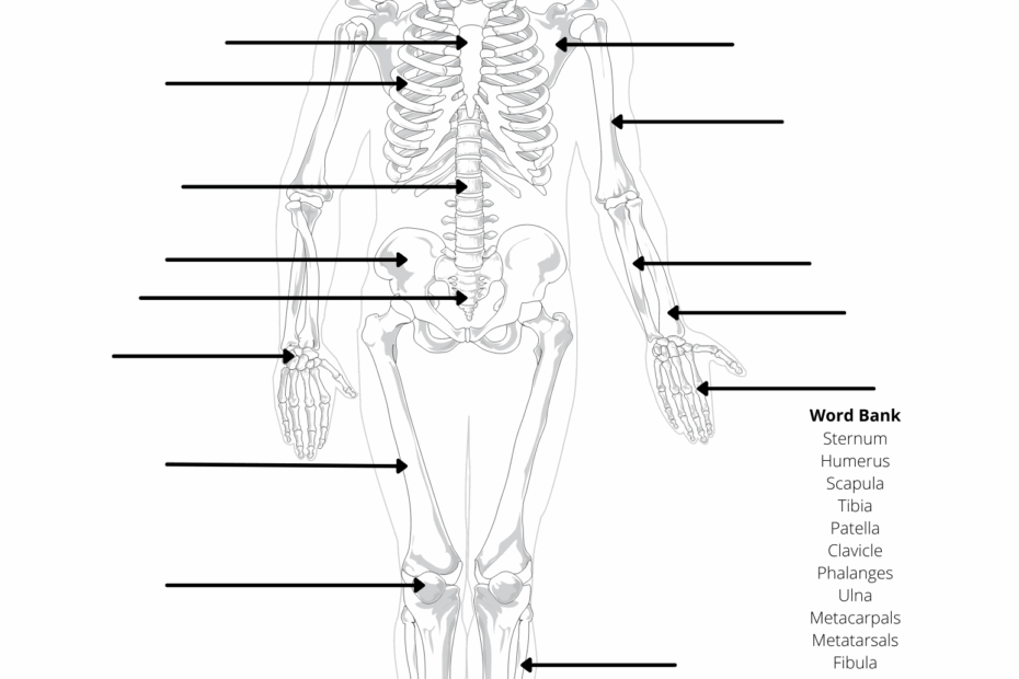 Human Anatomy Worksheets And Study Guides