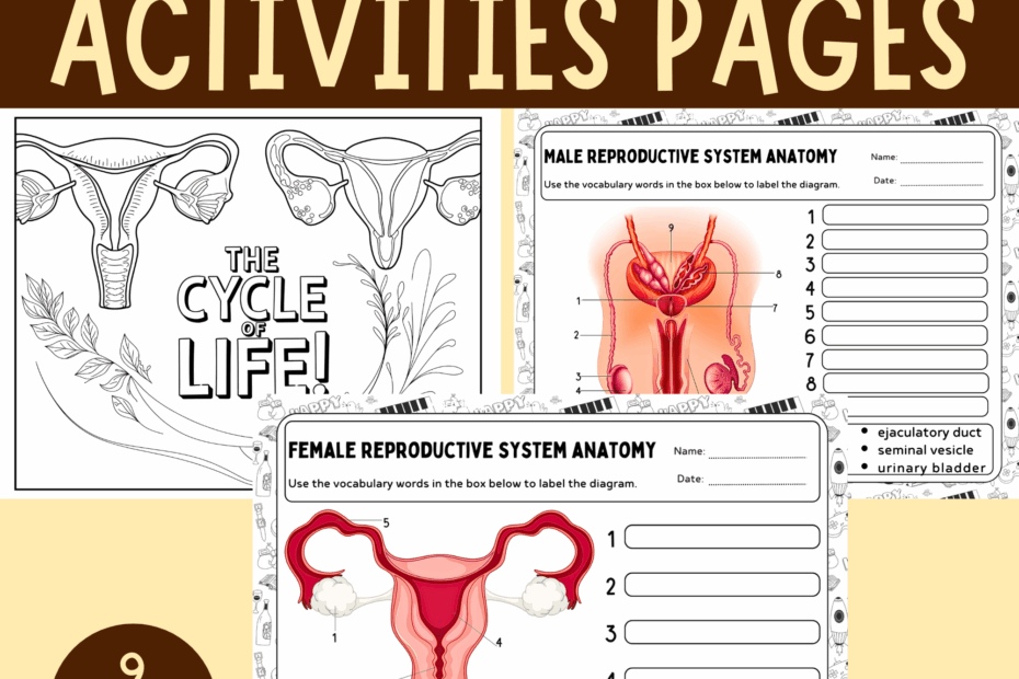 Human Reproductive System Activities Female U0026 Male Diagram