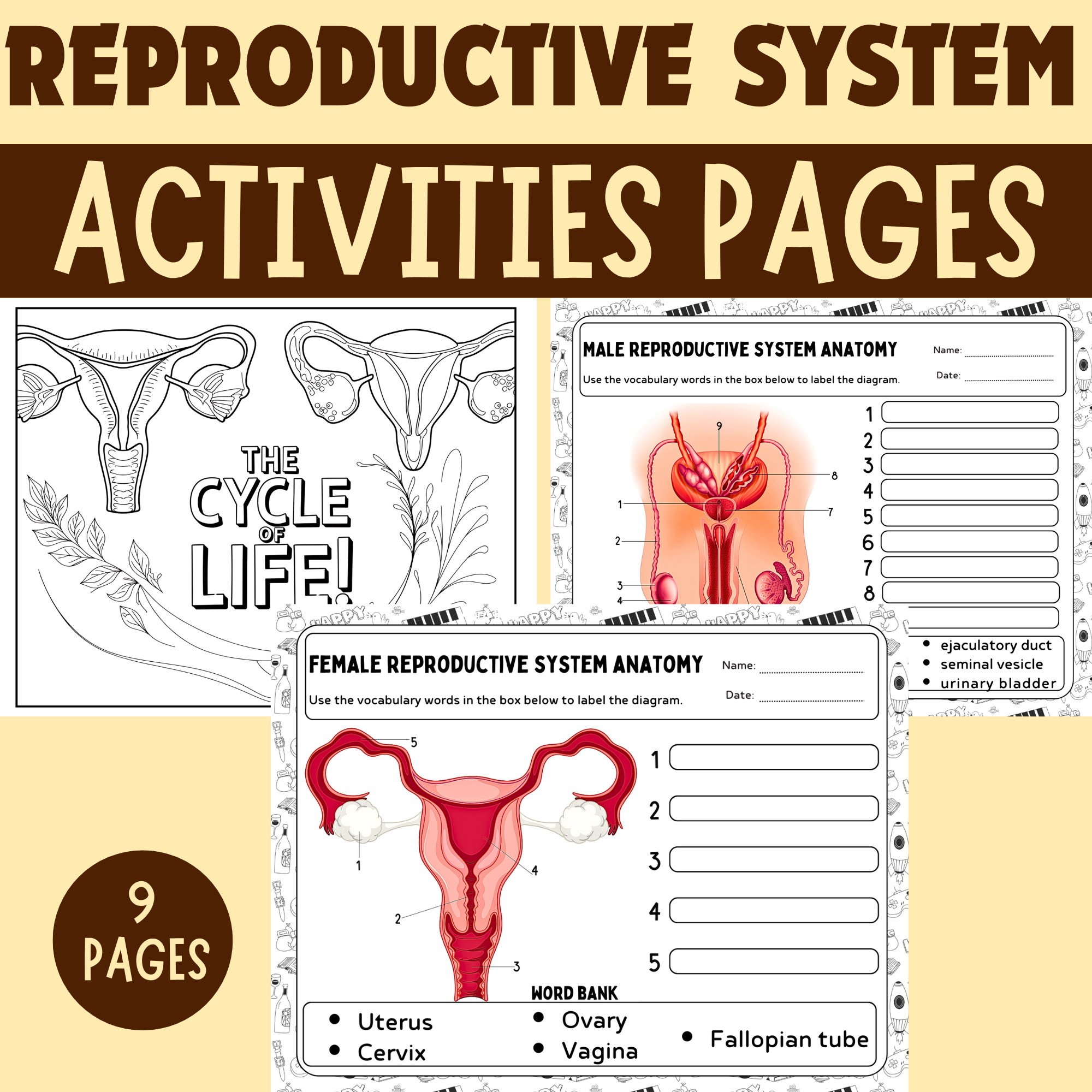 Human Reproductive System Activities Female U0026 Male Diagram 