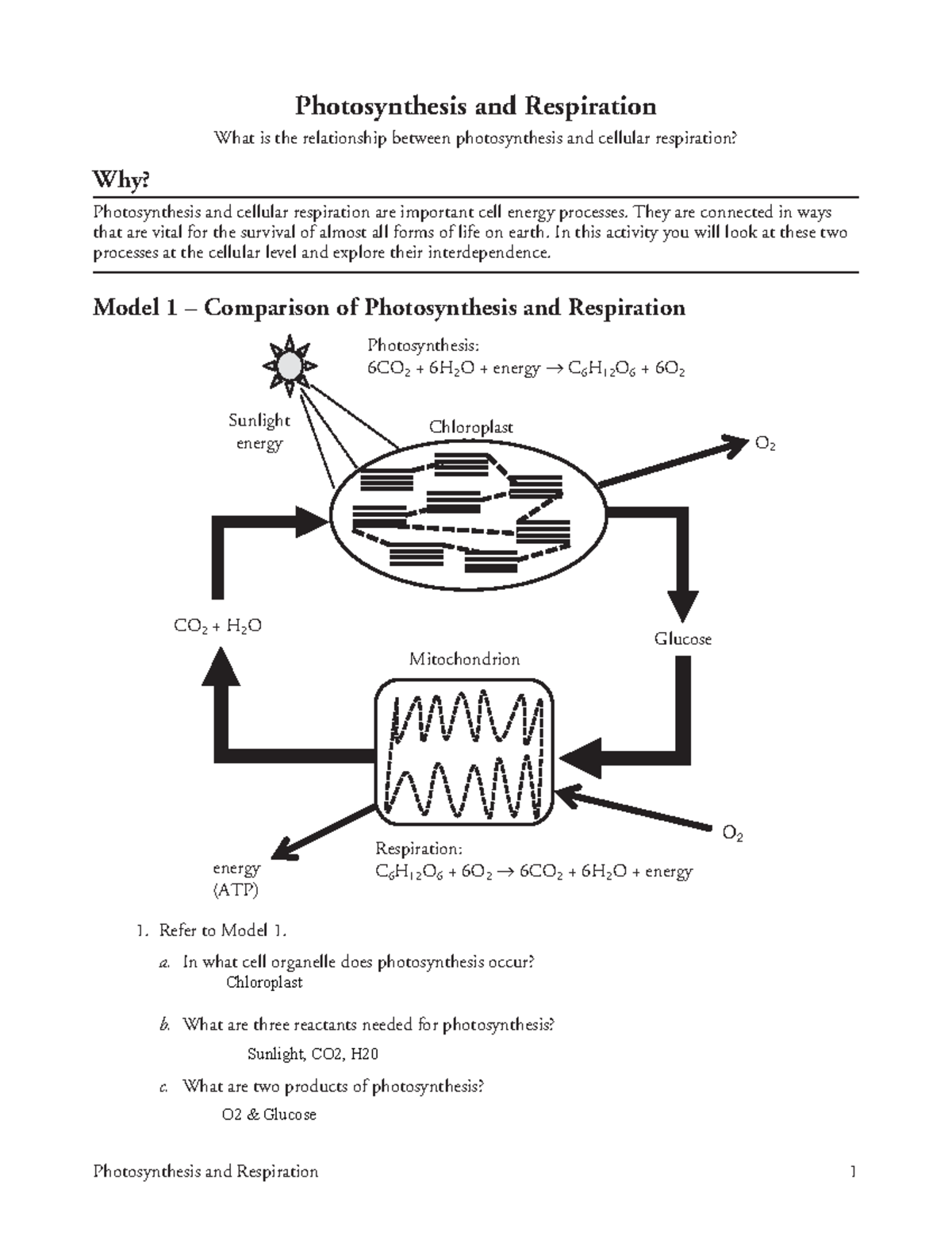 Kami Export Mark Kipelio 14 Photosynthesis And Respiration S 