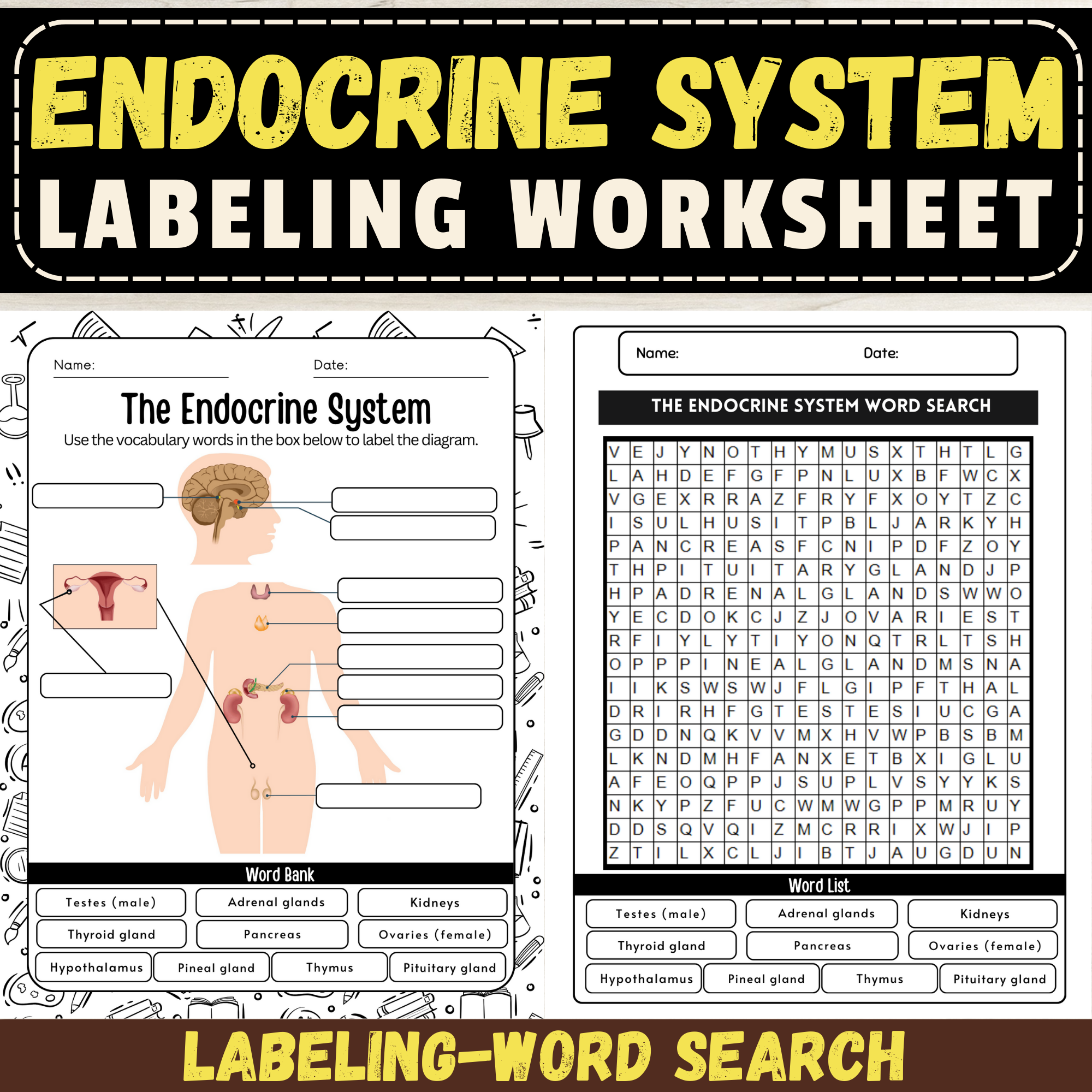 Label The Endocrine System Worksheet Endocrine System Activity Anatomy Made By Teachers