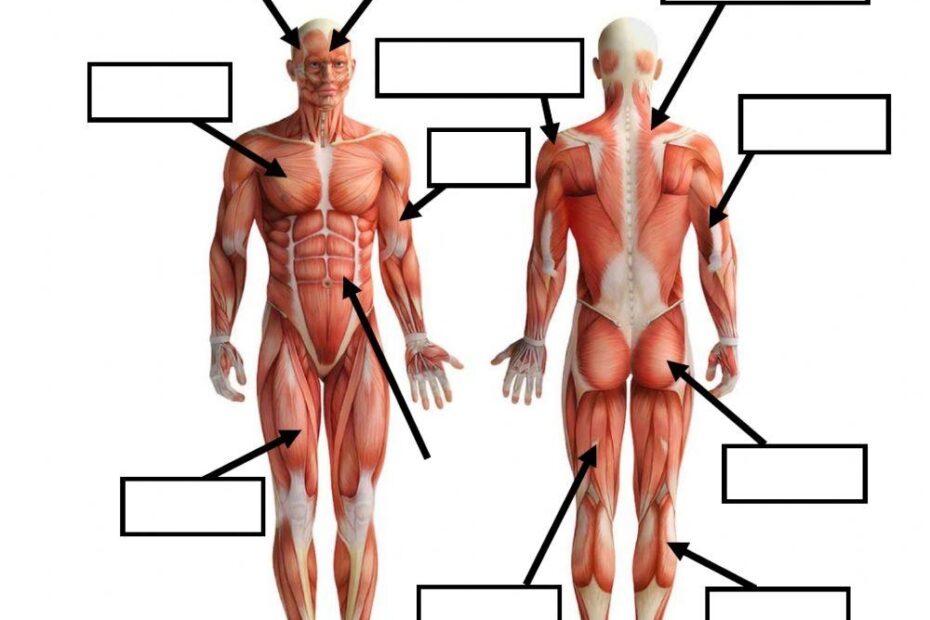 Label The Muscles Worksheet Live Worksheets Worksheets Library