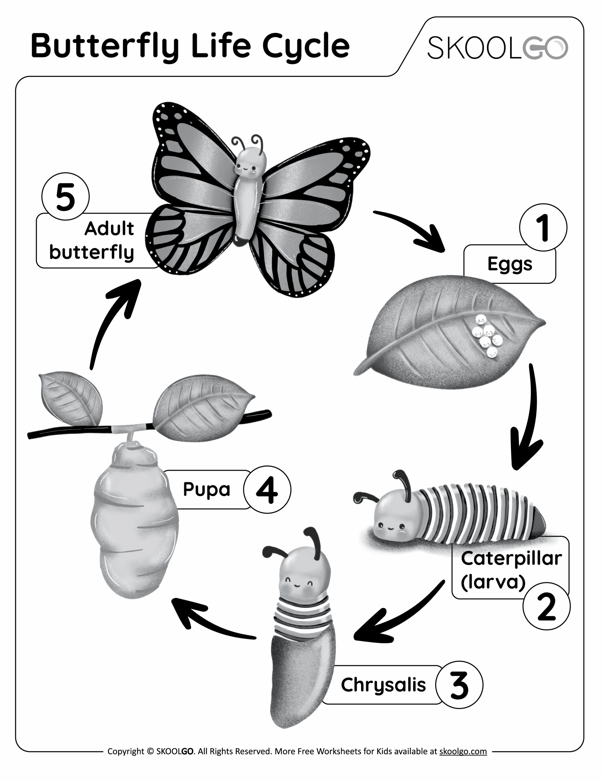 Life Cycle Of A Butterfly Worksheet Worksheets Library