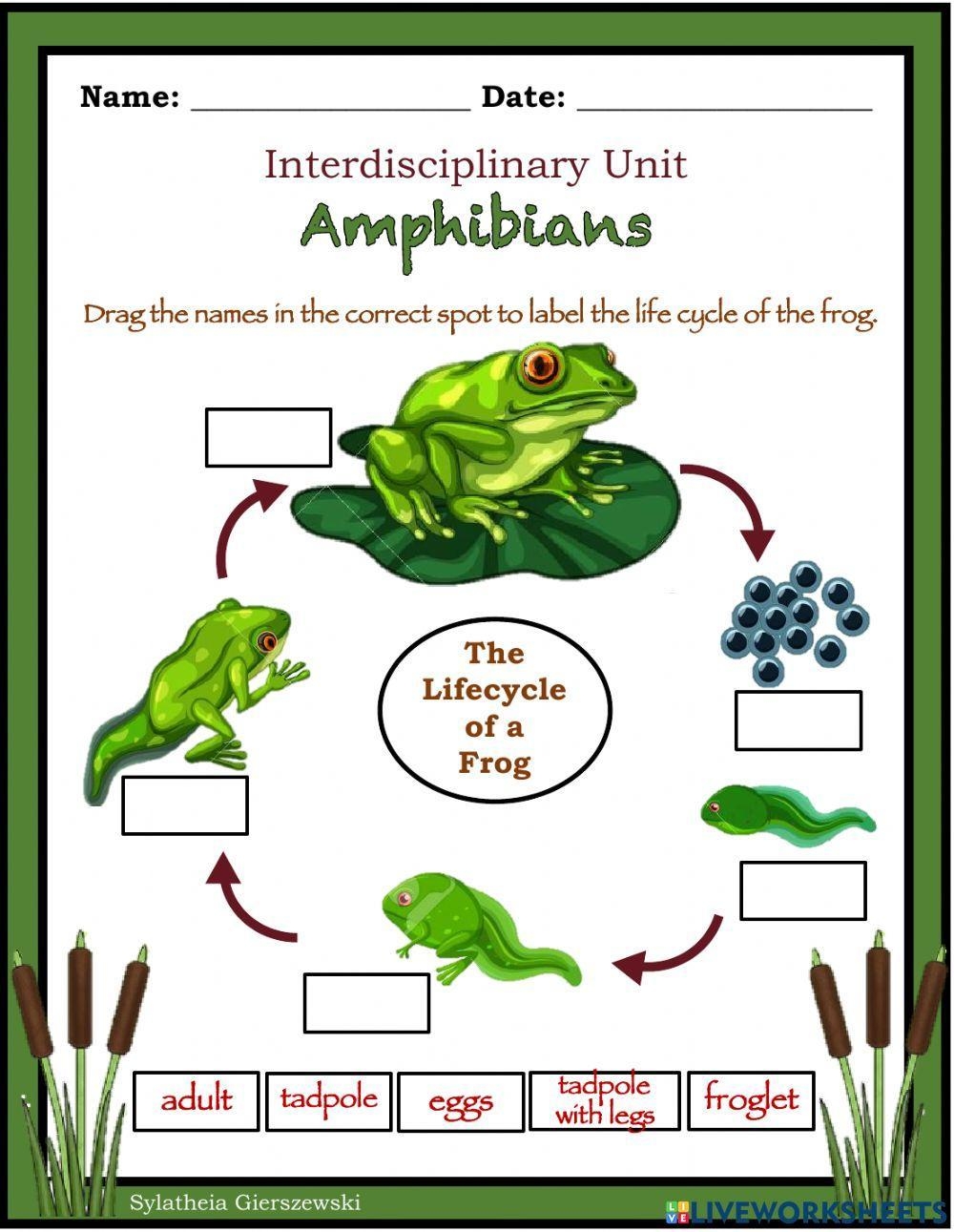 Life Cycle Of A Frog Worksheets Worksheets Library
