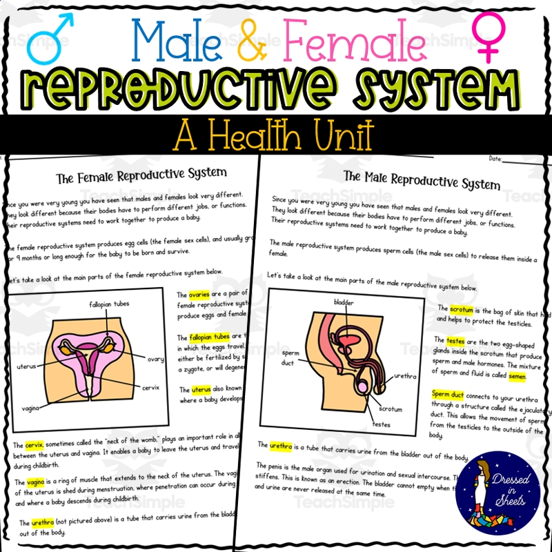 Male And Female Reproductive Systems A Health Unit