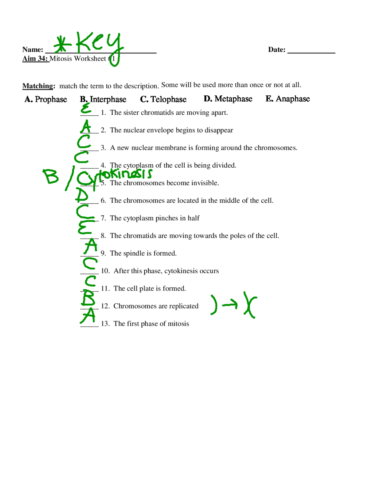 mitosis answer worksheet