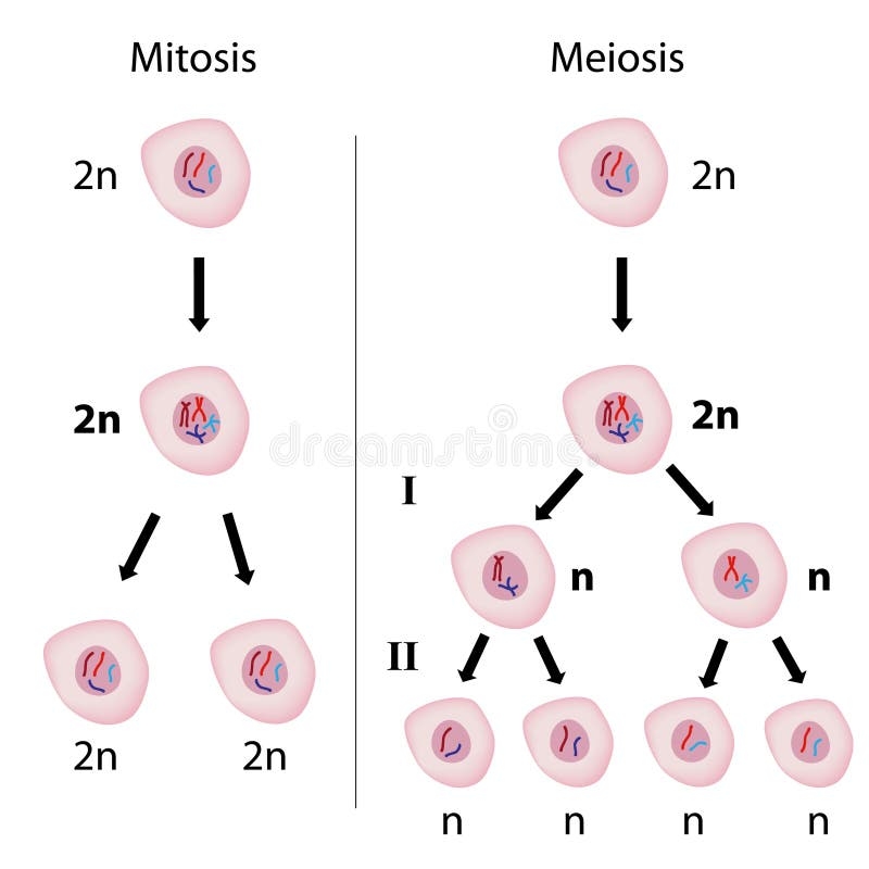Mitosis Versus Meiosis Stock Vector Illustration Of Pairs 25707837