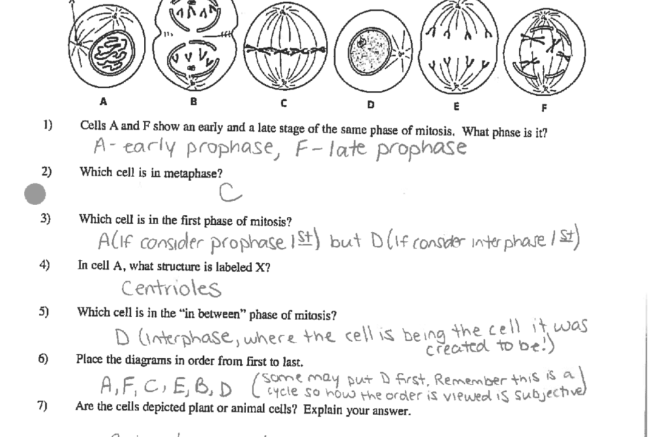 Mitosis Worksheet Answer Key Honors Biology Exercises Cell Worksheets Library