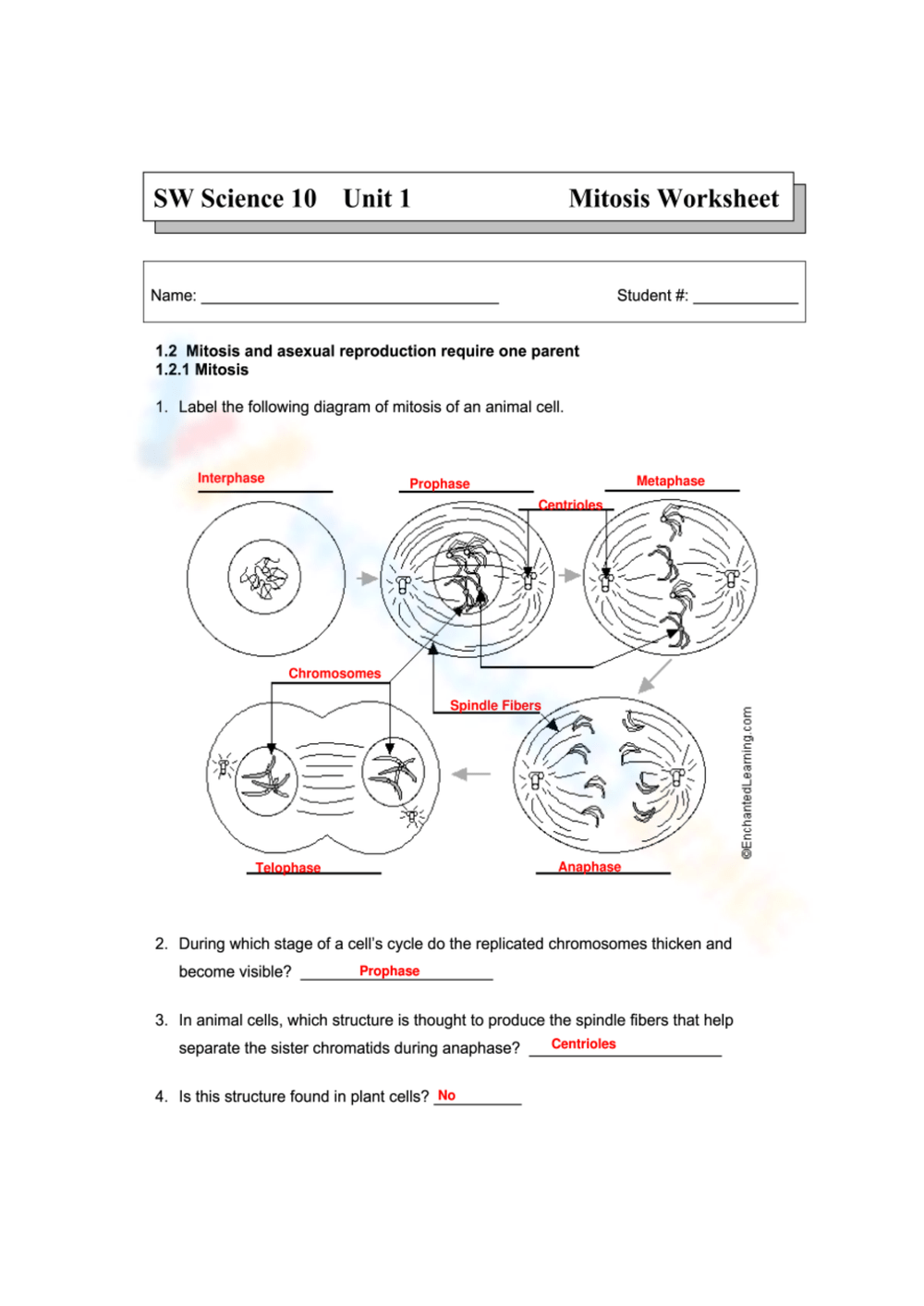 Mitosis Worksheets U0026 Printable