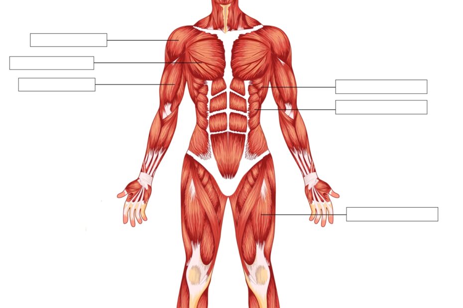 Muscular System Diagram Worksheet Worksheets Library