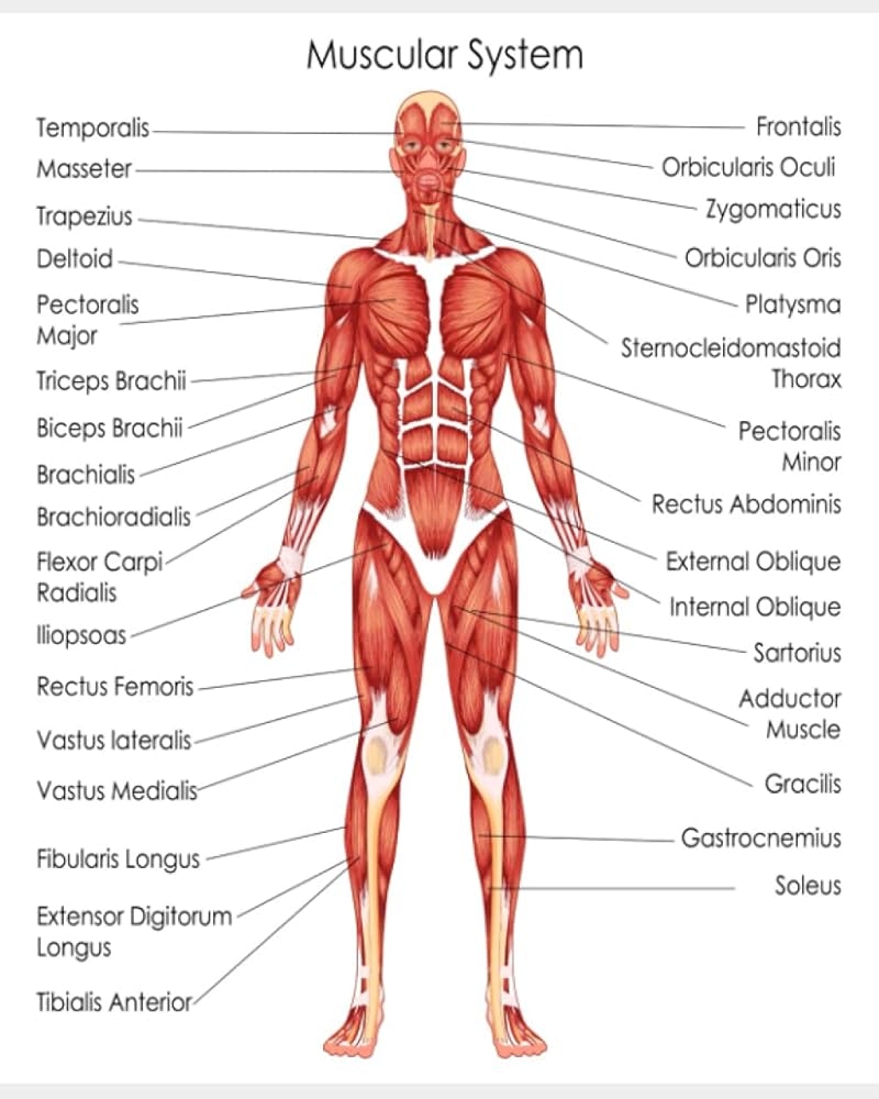 MUSCULAR SYSTEM Notes 100 Blank Graph Sheets Anatomy Physiology Notebook Organizer