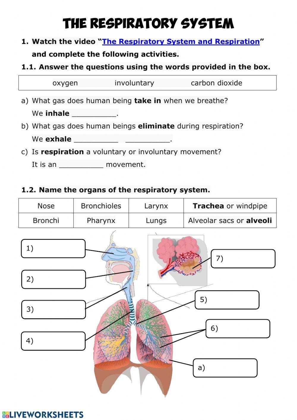 printable respiratory system worksheet pdf