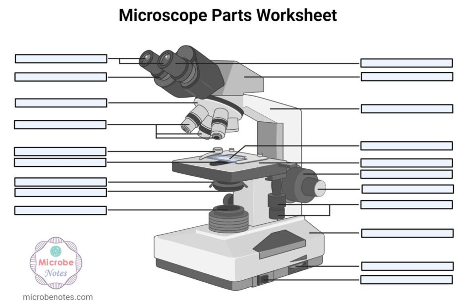 Parts Of A Microscope With Functions And Labeled Diagram