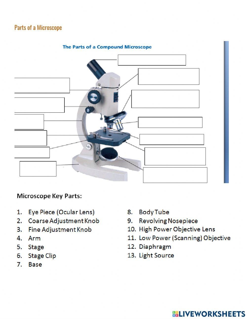 compound light microscope parts and functions worksheet pdf