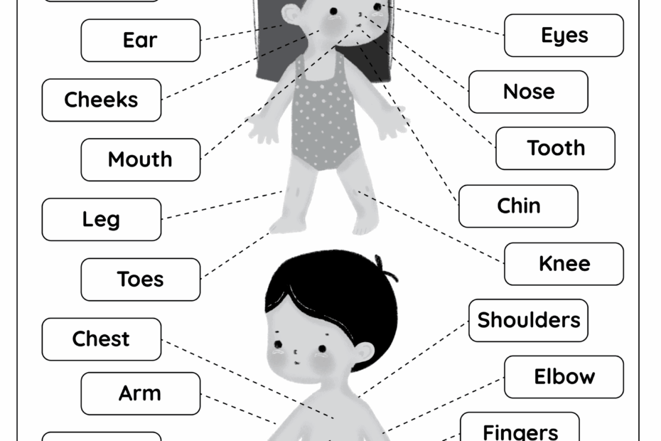 Parts Of The Body Free Worksheet SKOOLGO