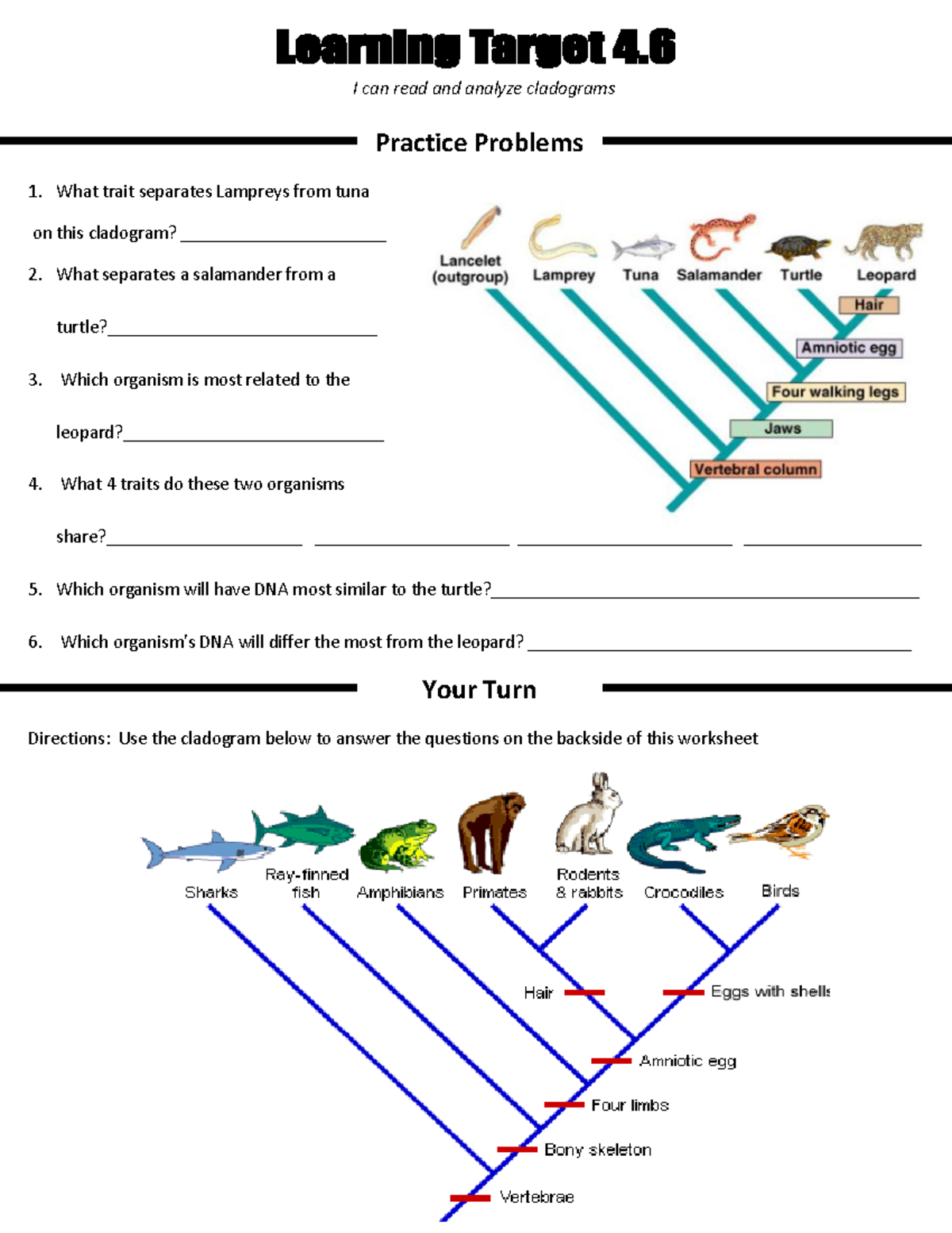 cladogram worksheet answers