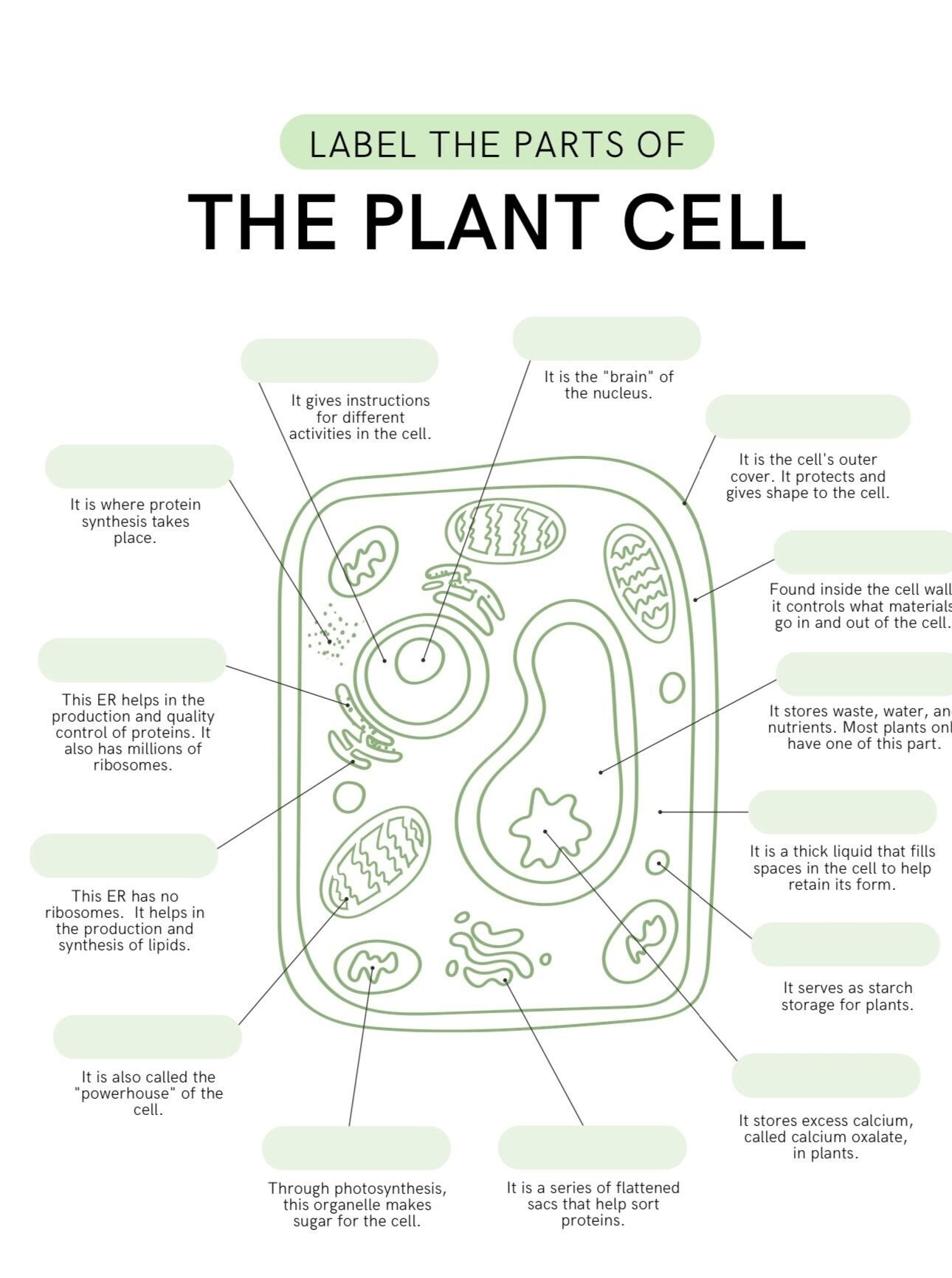 plant cell worksheet