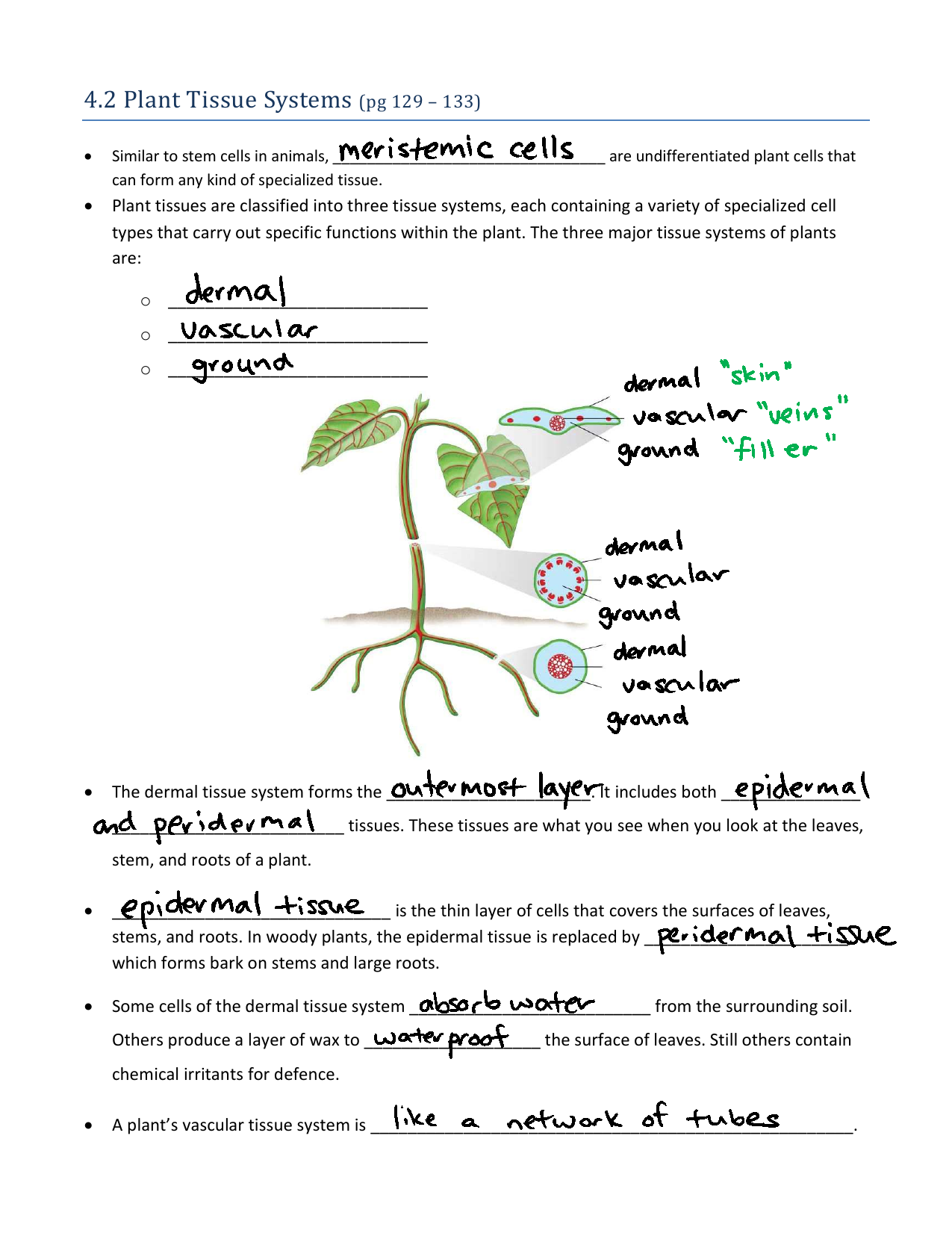 Plant Tissue Systems Worksheet