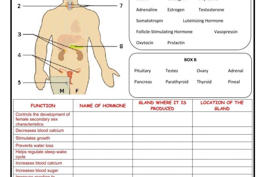 Practice Exercises Endocrine System Worksheet Live Worksheets Worksheets Library
