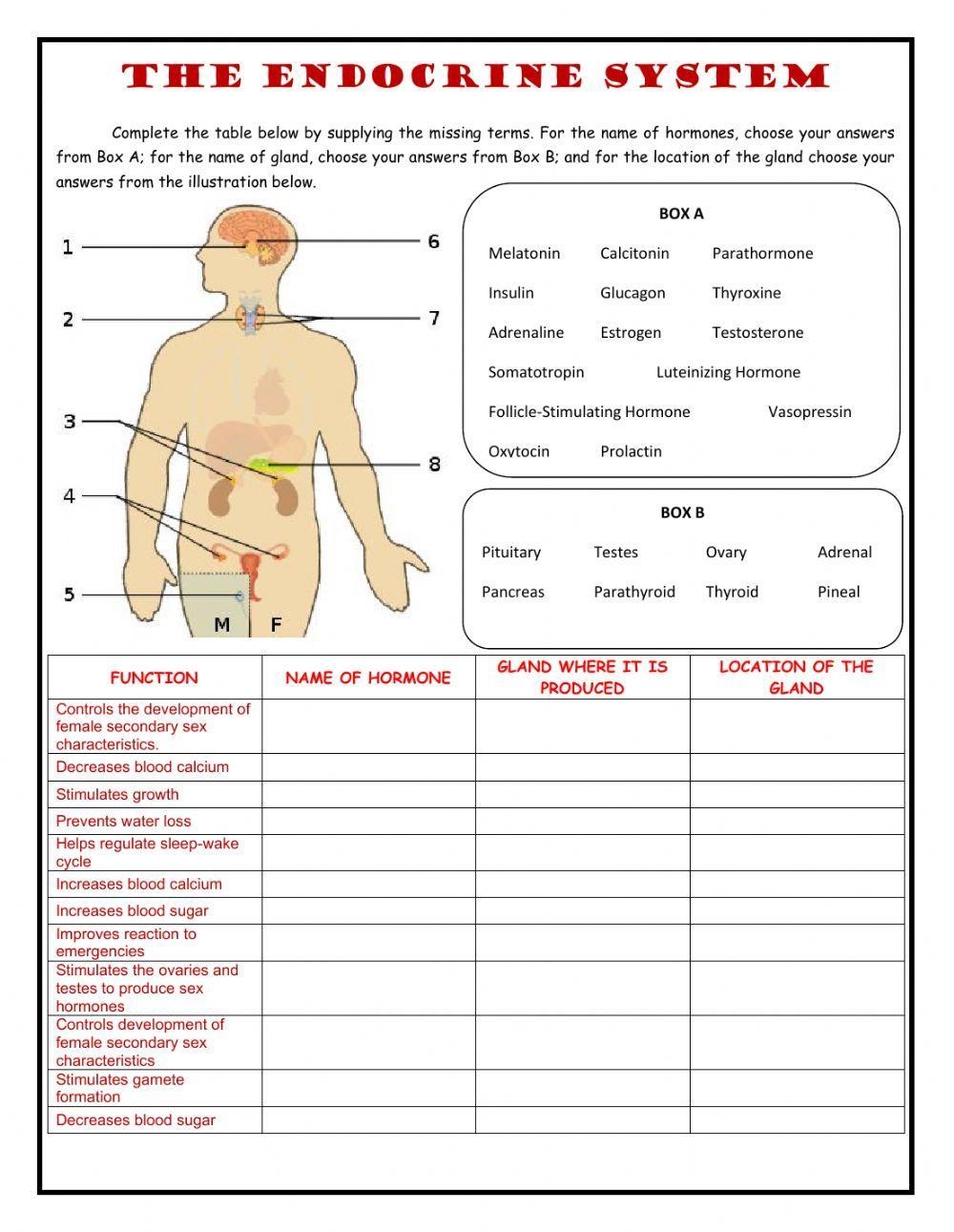 Practice Exercises Endocrine System Worksheet Live Worksheets Worksheets Library