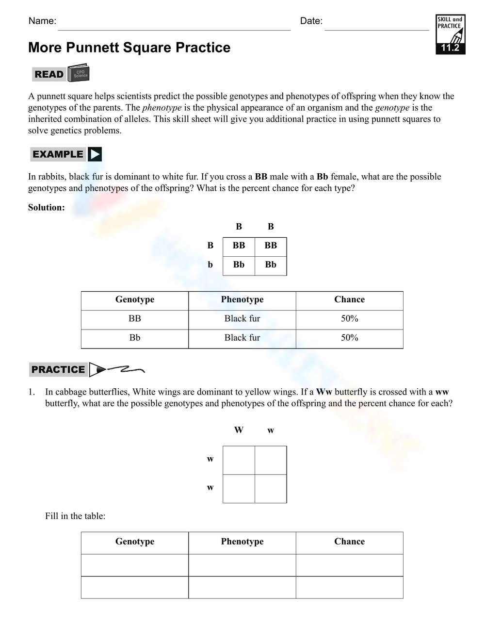 easy punnett square practice worksheet pdf