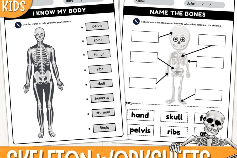 Printable Human Skeleton Labelling Worksheets Label The Bones Activity Skeletal System Label The Human Skeleton System PDF Etsy