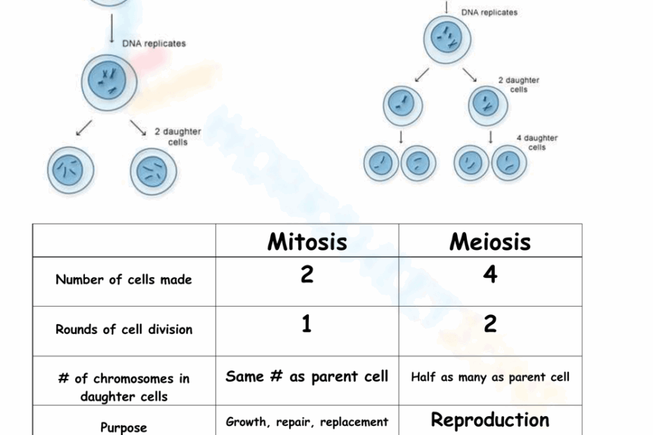 Printable Mitosis Verses Meiosis Worksheets