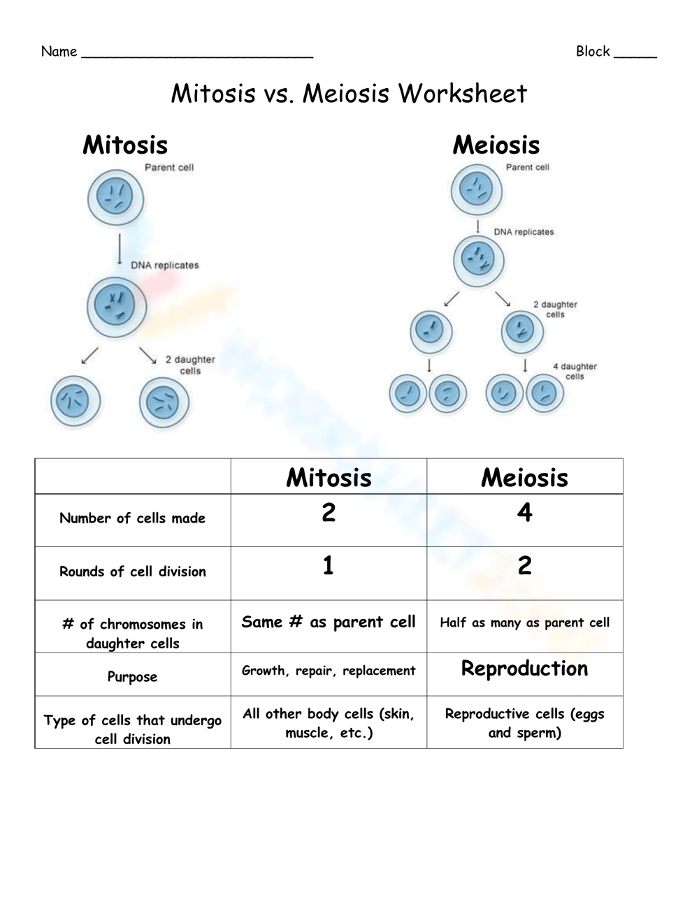 Printable Mitosis Verses Meiosis Worksheets