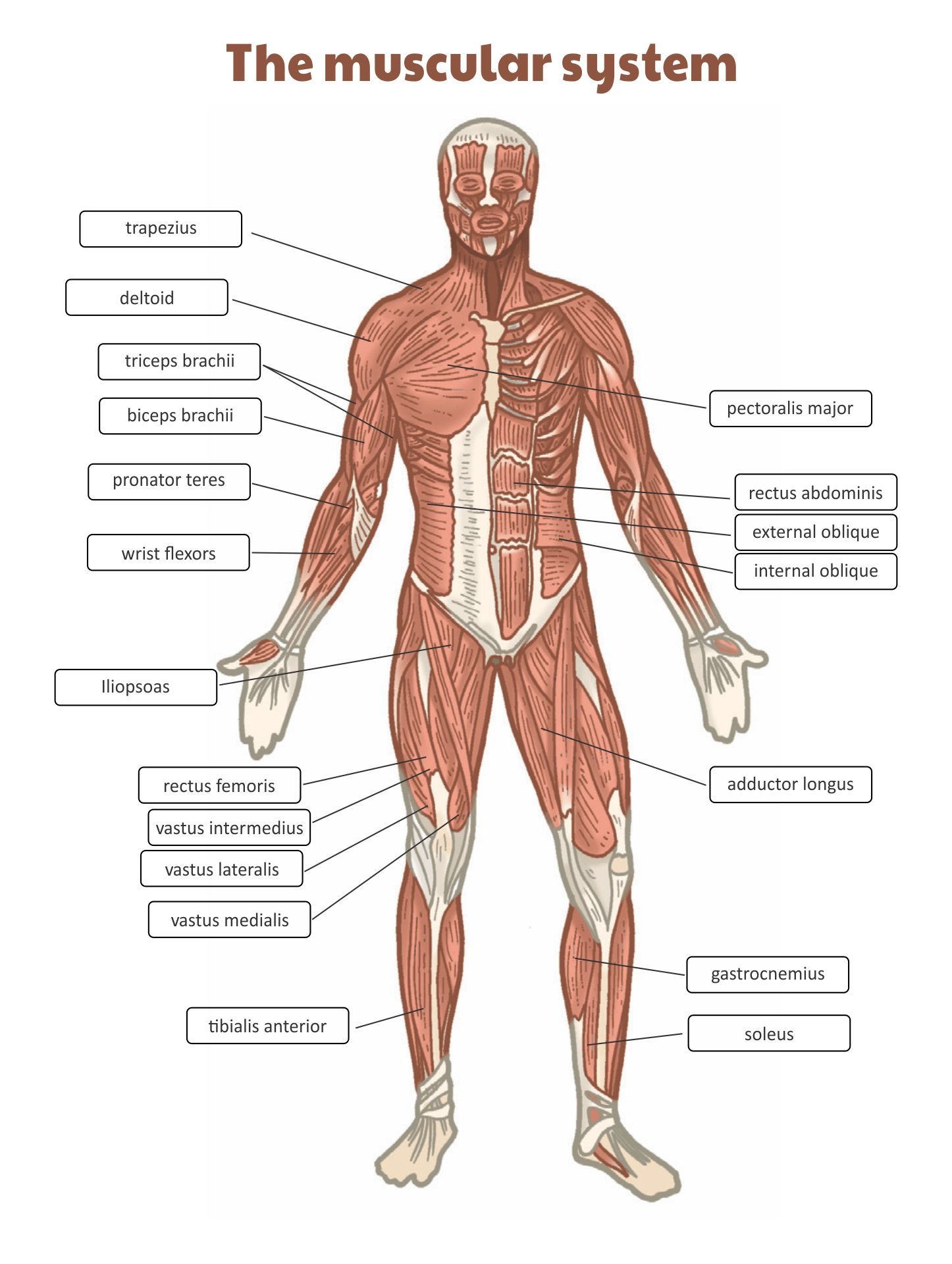 printable muscle labeling worksheet pdf