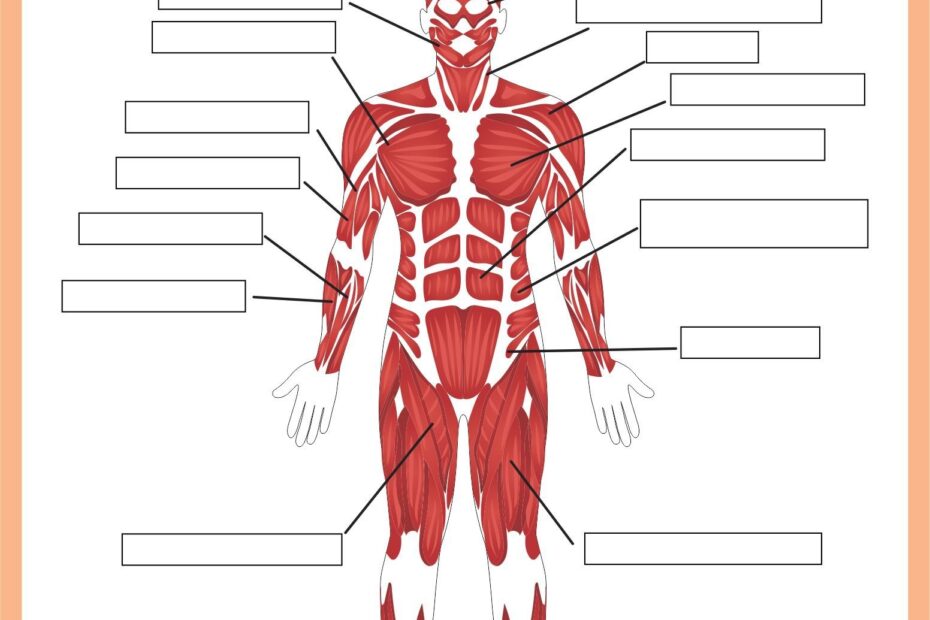 Printable Muscular System Worksheets