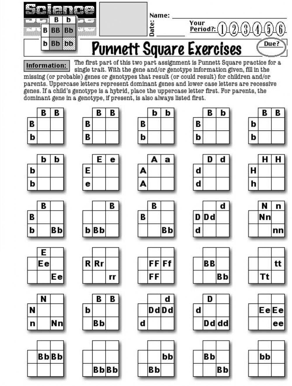 Punnet Squares Worksheet Live Worksheets Worksheets Library