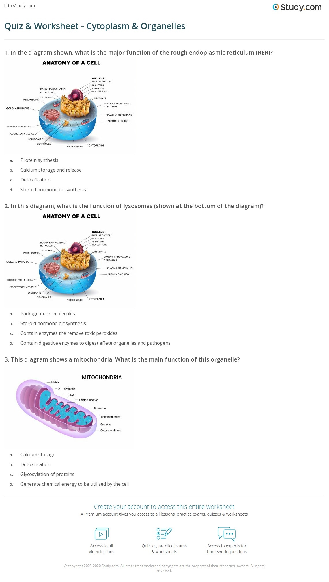 Quiz U0026 Worksheet Cytoplasm U0026 Organelles Study