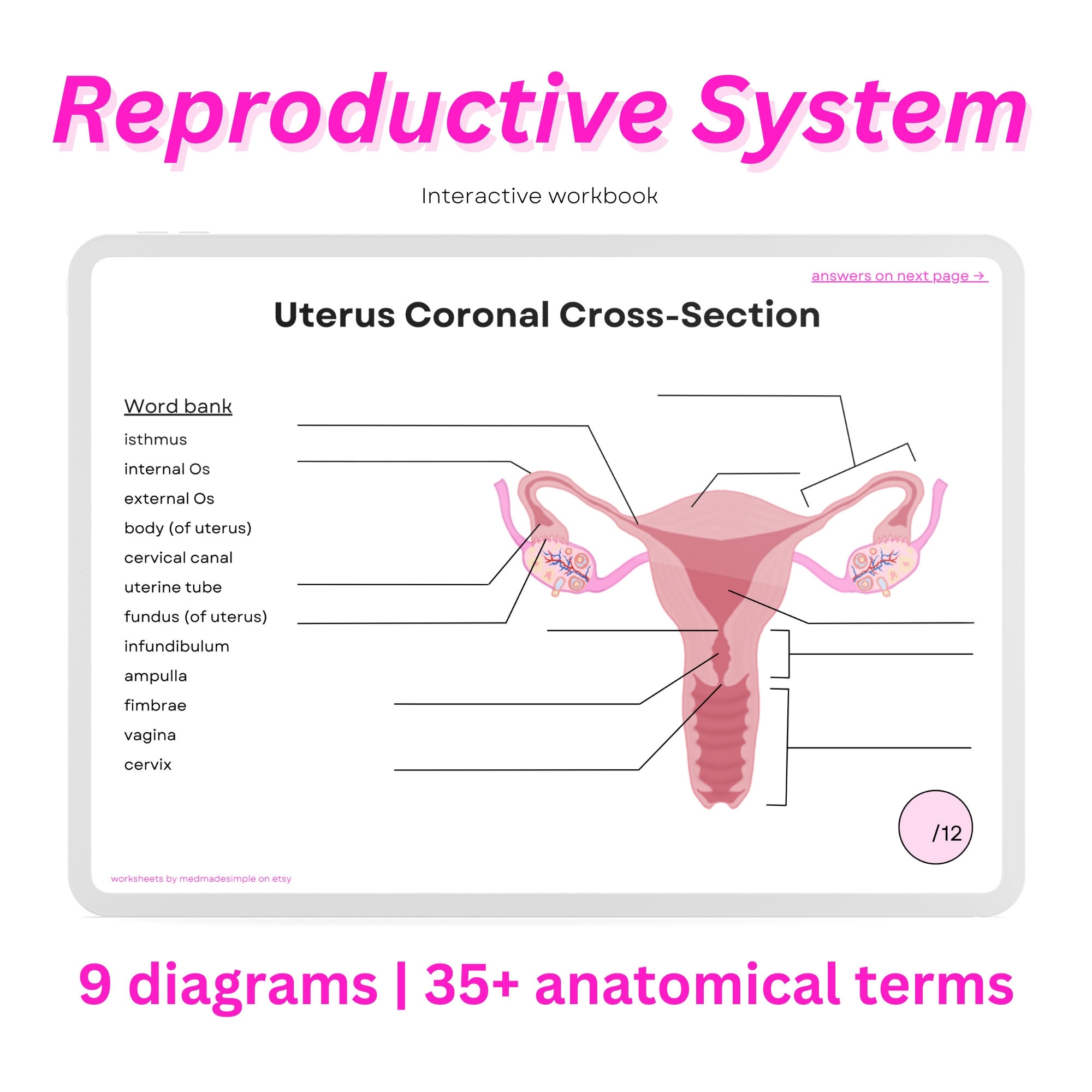 printable worksheet female reproductive system