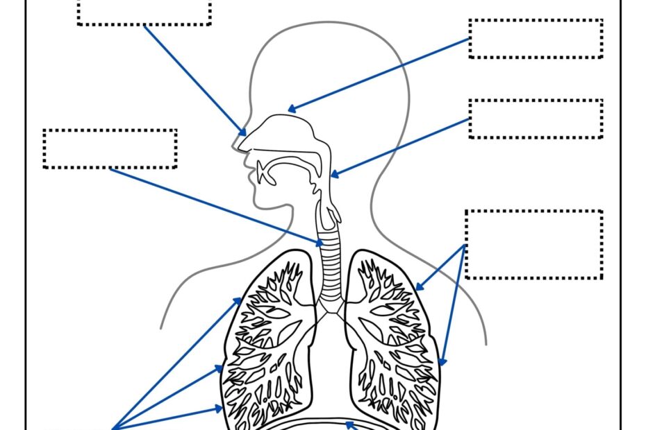Respiratory System Printable Free Coloring Pages PDF Printables