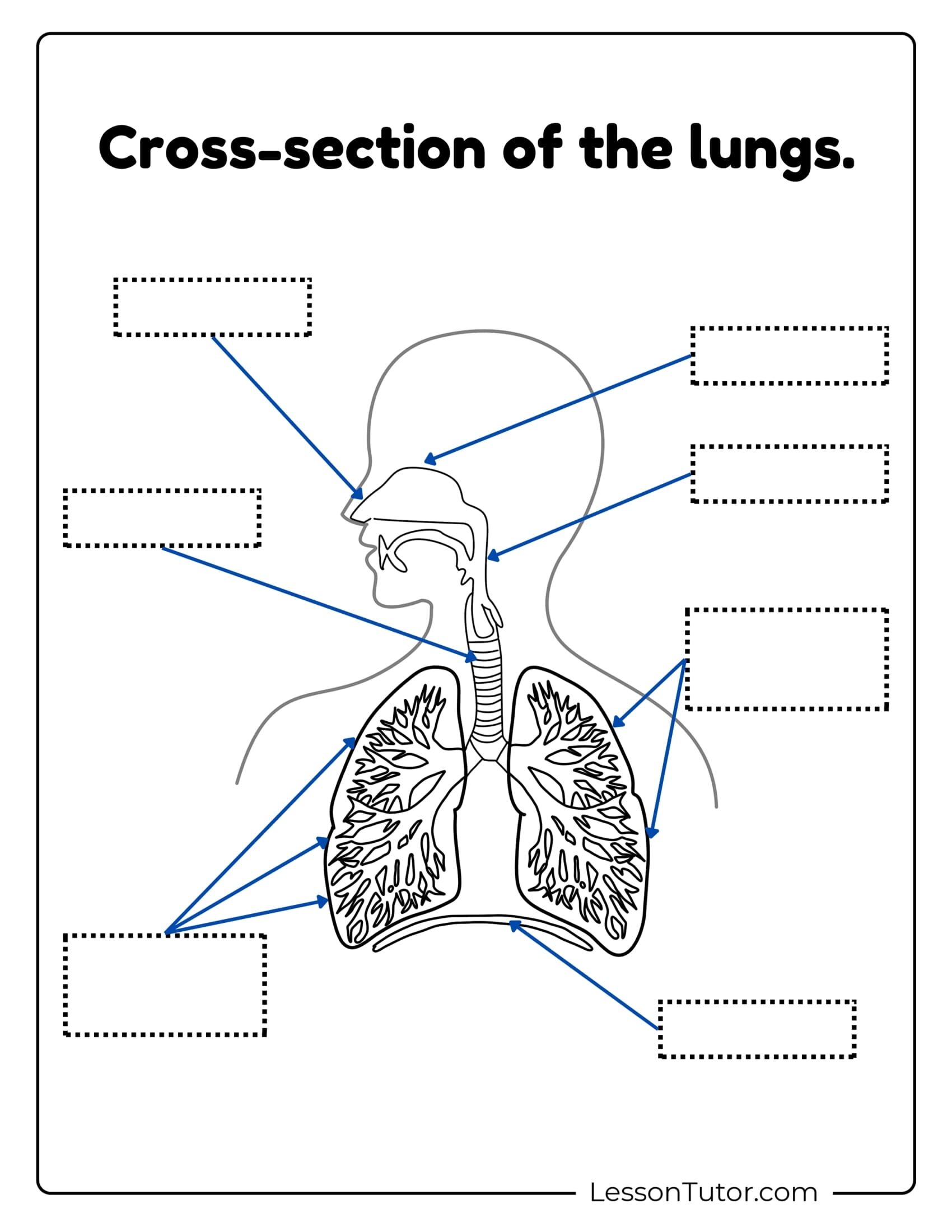 Respiratory System Printable Free Coloring Pages PDF Printables 
