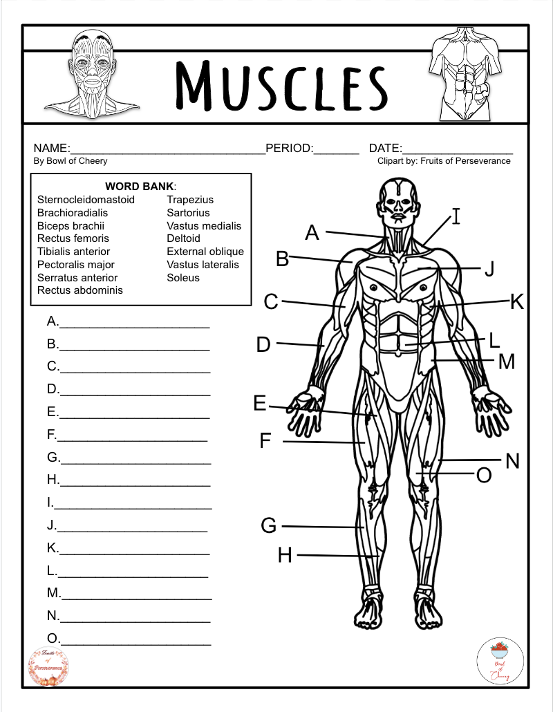 Skeletal Muscles Exam Quiz Au0026P PDF Classful