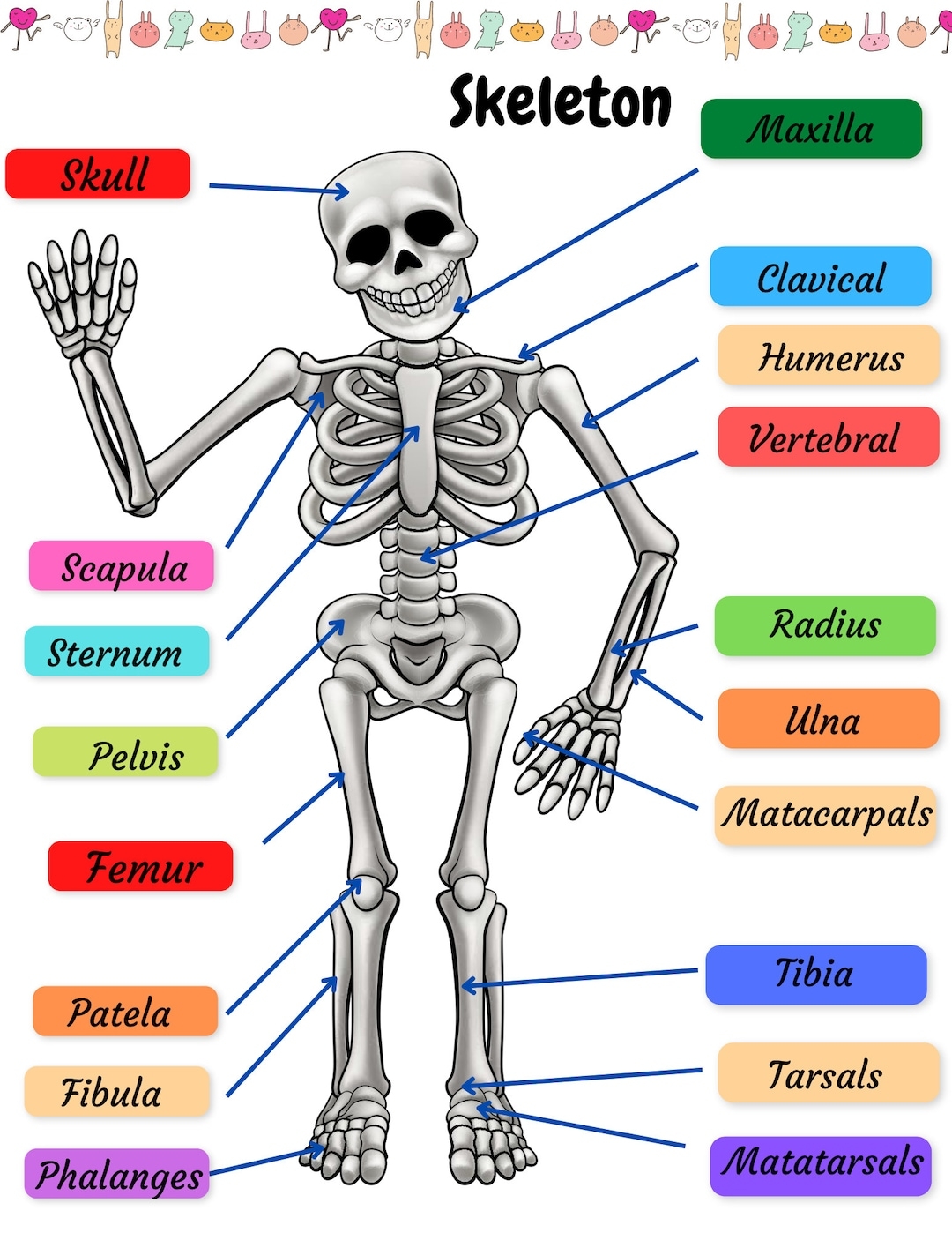 Skeletal System Practice Page Human Bones Activities Sheet Skeleton Drawing Labeling Worksheet Diagram For PreSchool Early Learning Activity