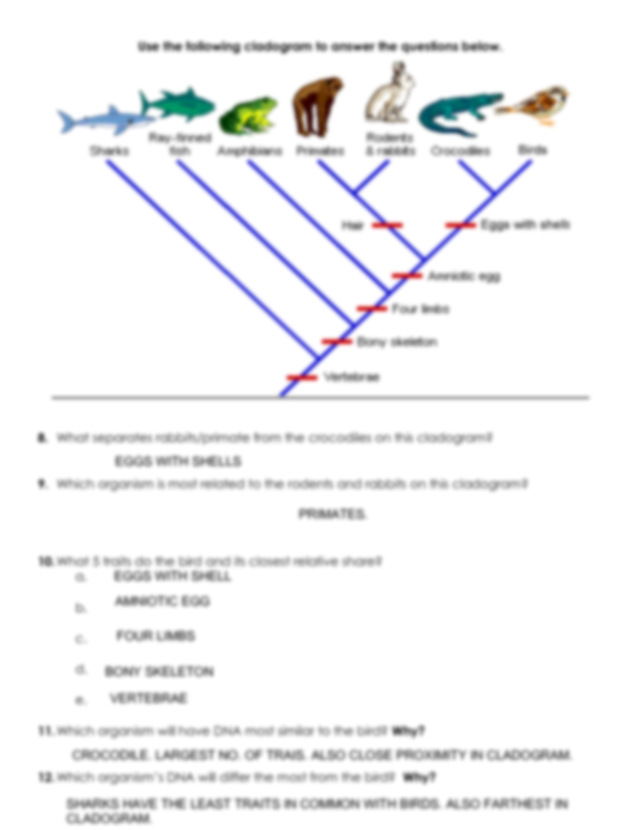 SOLUTION Cladogram Worksheet Practice Key Studypool Worksheets Library