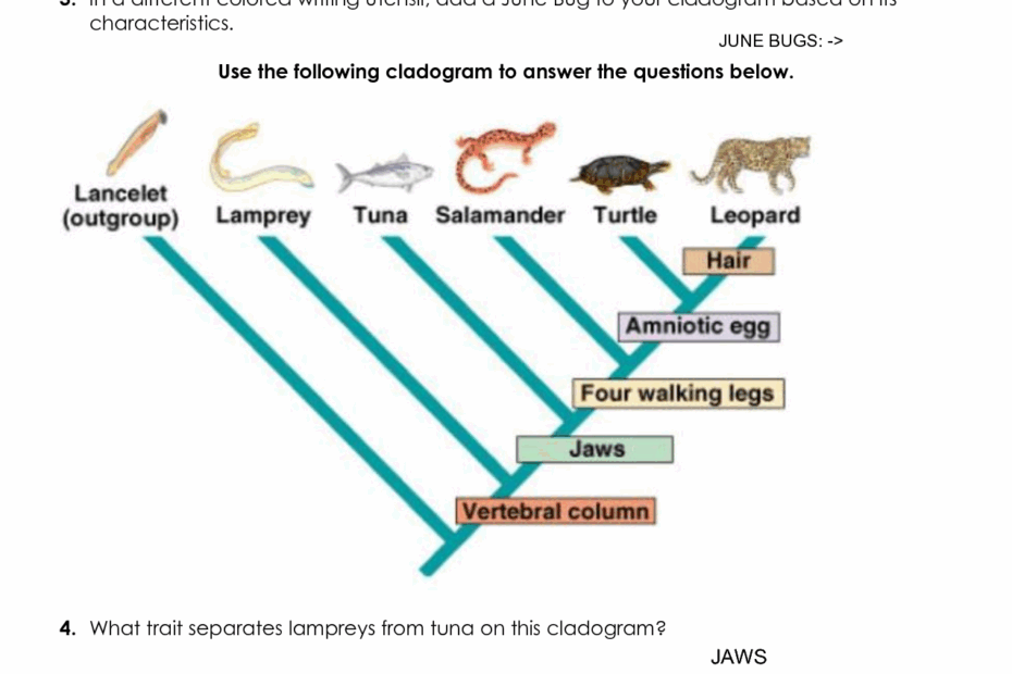 SOLUTION Cladogram Worksheet Practice Key Studypool Worksheets Library