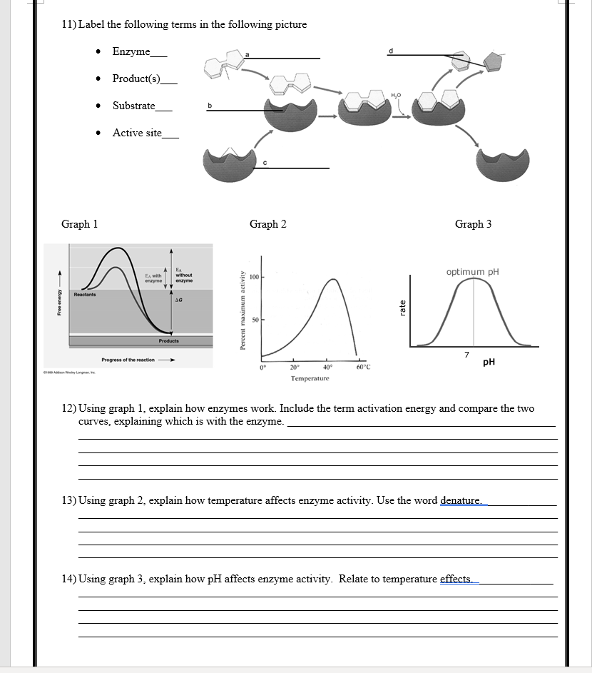 Solved Enzymes Number Name Period Date Enzyme Worksheet 1 