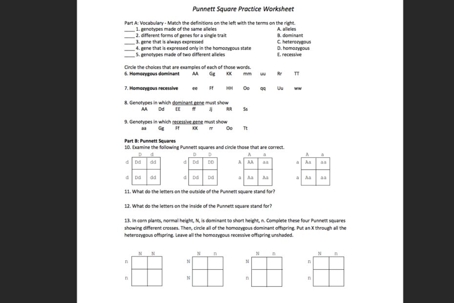 Solved Punnett Square Practice Worksheet Part A Vocabulary Worksheets Library