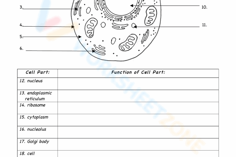 The Animal Cell Worksheet Worksheet Worksheets Library