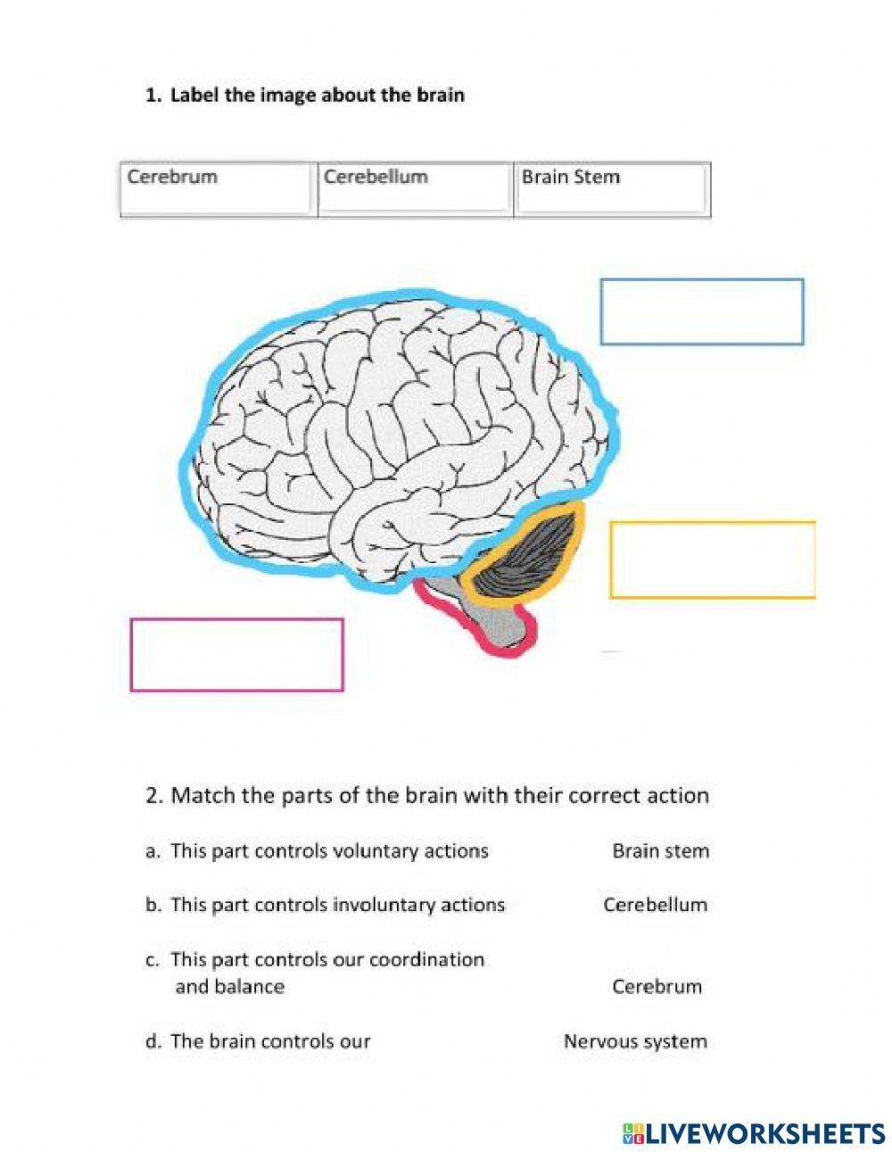 The Nervous System Natural Science Worksheet Live Worksheets Worksheets Library