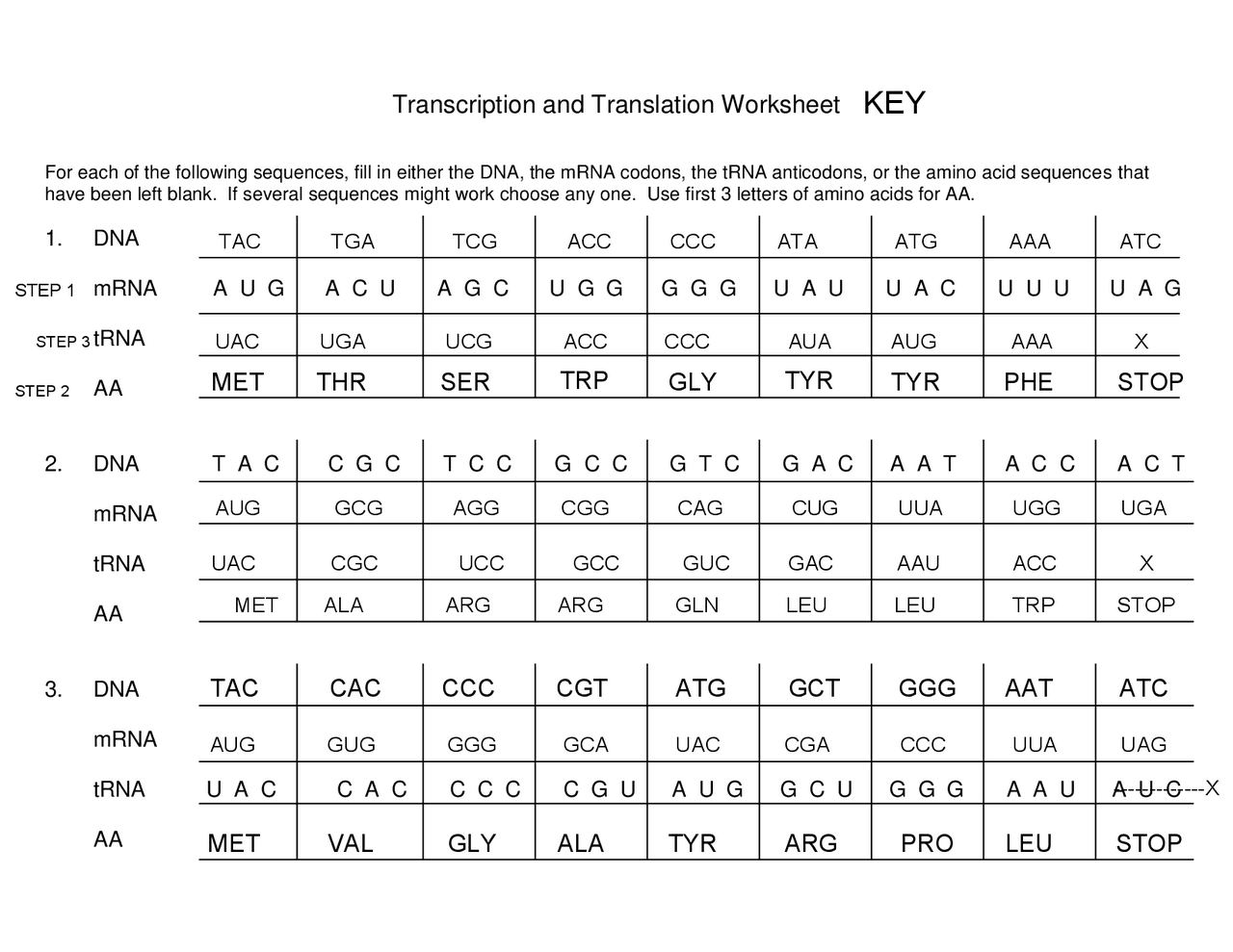 Transcription And Translation Worksheet Study Notes Genetics 